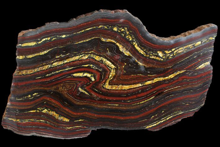 Polished Tiger Iron Stromatolite - ( Billion Years) #92967